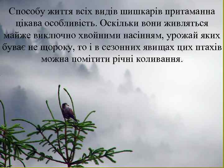 Способу життя всіх видів шишкарів притаманна цікава особливість. Оскільки вони живляться майже виключно хвойними