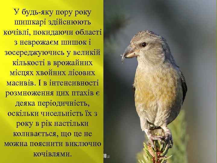У будь-яку пору року шишкарі здійснюють кочівлі, покидаючи області з неврожаєм шишок і зосереджуючись