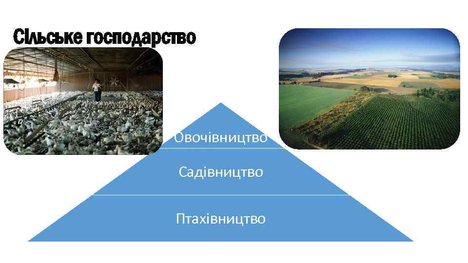 Сільське господарство Овочівництво Садівництво Птахівництво 