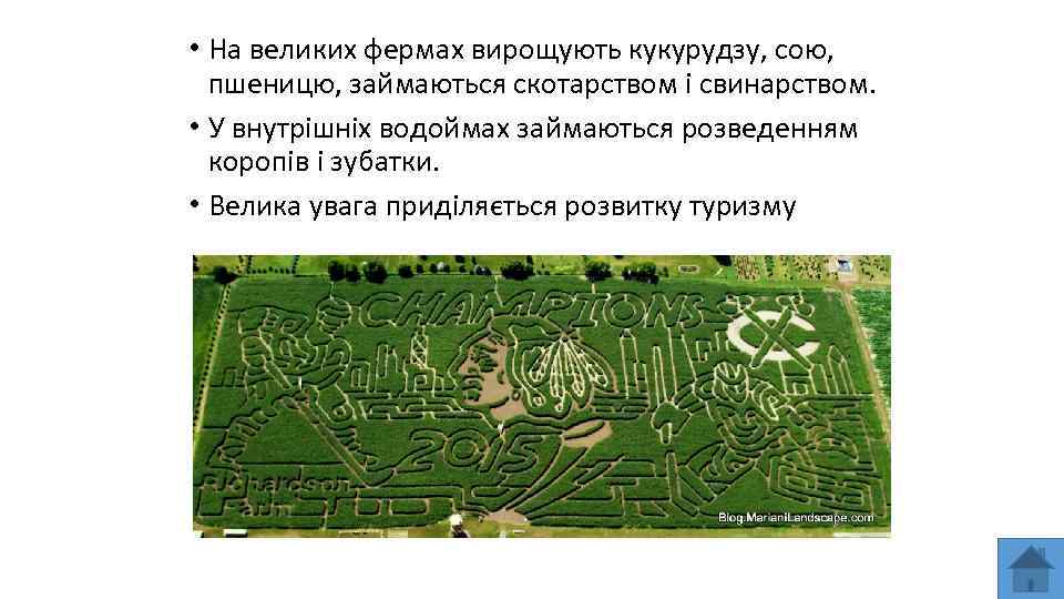  • На великих фермах вирощують кукурудзу, сою, пшеницю, займаються скотарством і свинарством. •