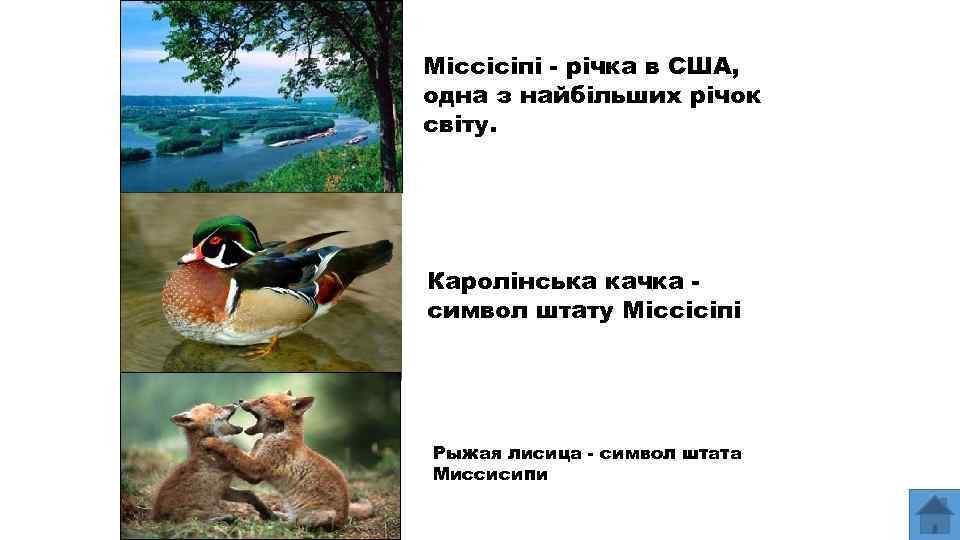 Міссісіпі - річка в США, одна з найбільших річок світу. Каролінська качка символ штату