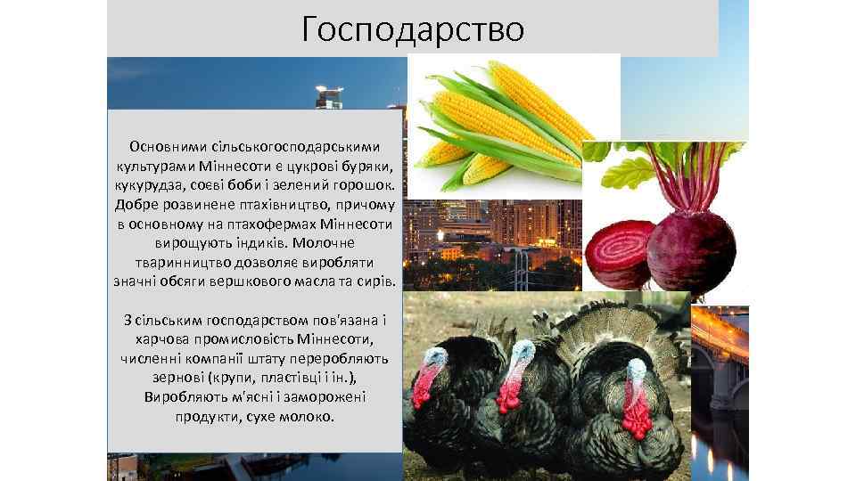 Господарство Основними сільськогосподарськими культурами Міннесоти є цукрові буряки, кукурудза, соєві боби і зелений горошок.