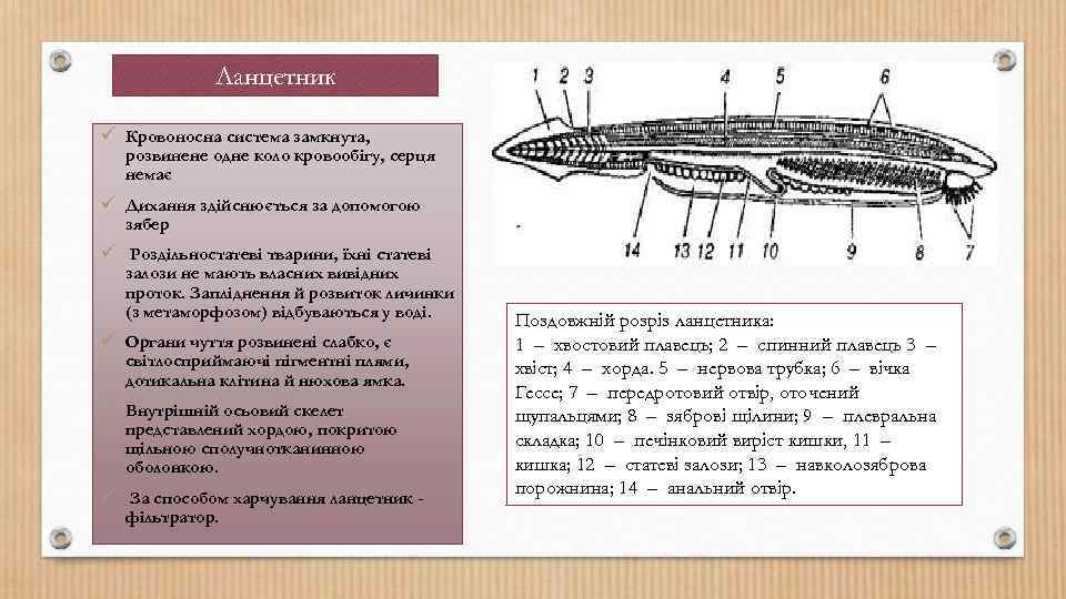 Ланцетник ü Кровоносна система замкнута, розвинене одне коло кровообігу, серця немає ü Дихання здійснюється