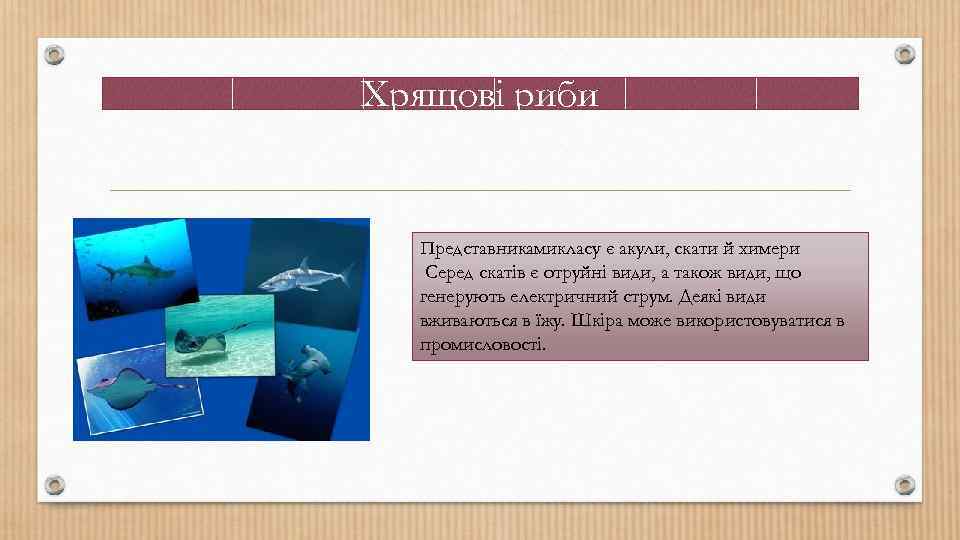 Хрящові риби Представникамикласу є акули, скати й химери Серед скатів є отруйні види, а