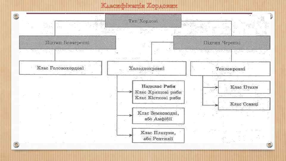 Класифікація Хордових 