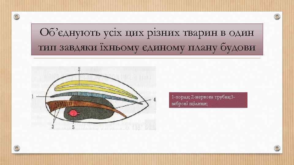 Об’єднують усіх цих різних тварин в один тип завдяки їхньому єдиному плану будови 1