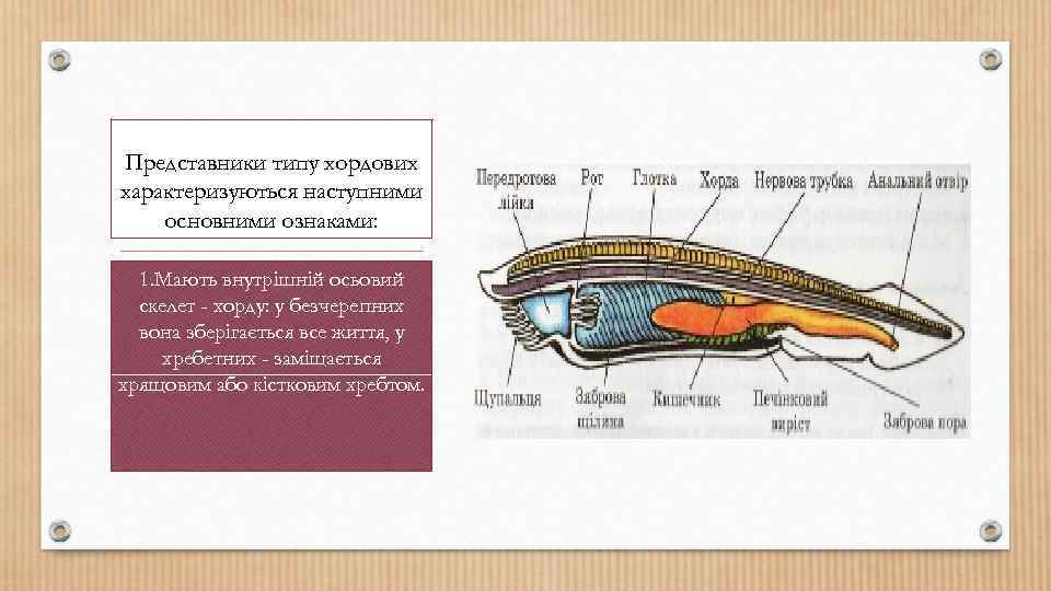 Представники типу хордових характеризуються наступними основними ознаками: 1. Мають внутрішній осьовий скелет - хорду: