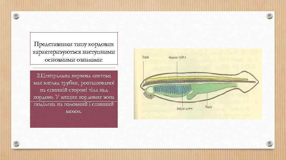 Представники типу хордових характеризуються наступними основними ознаками: 2. Центральна нервова система має вигляд трубки,