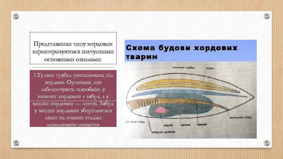 Представники типу хордових характеризуються наступними основними ознаками: 3. Травна трубка розташована під хордою. Органами,