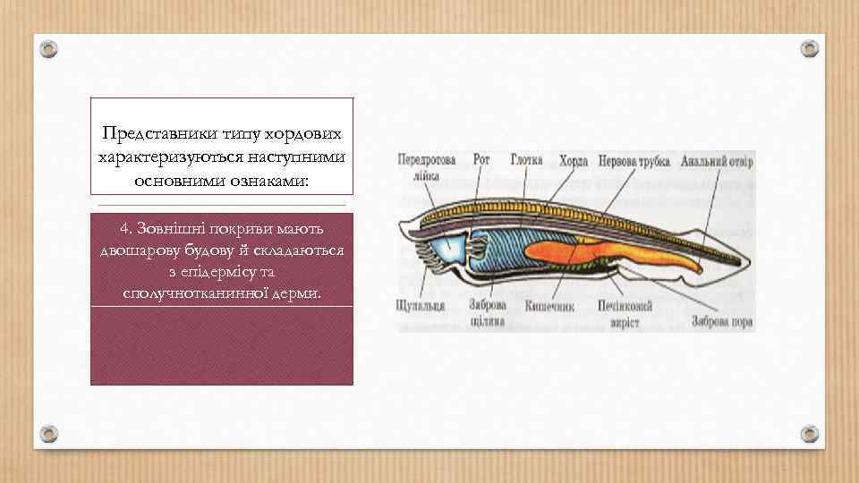 Представники типу хордових характеризуються наступними основними ознаками: 4. Зовнішні покриви мають двошарову будову й