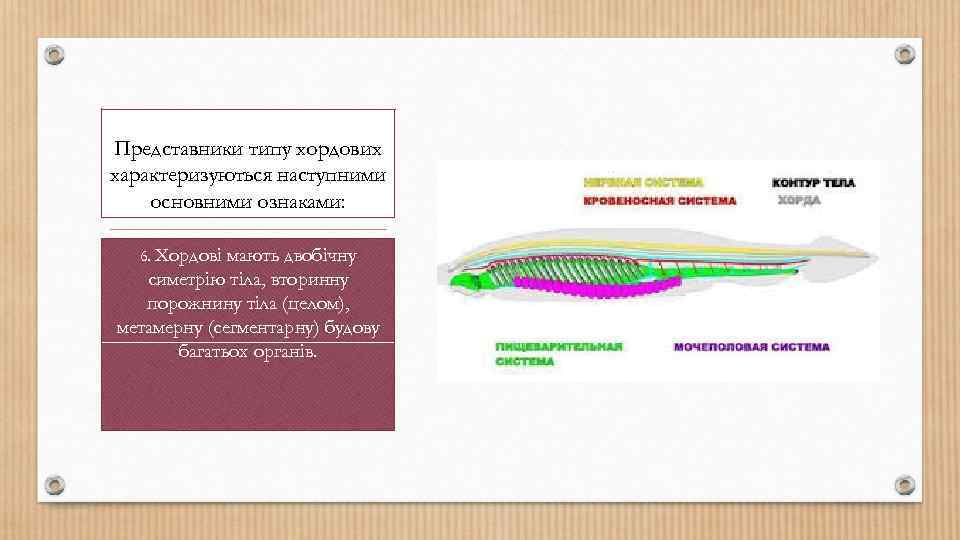 Представники типу хордових характеризуються наступними основними ознаками: 6. Хордові мають двобічну симетрію тіла, вторинну