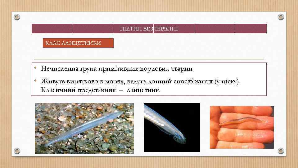 ПІДТИП БЕЗЧЕРЕПНІ КЛАС ЛАНЦЕТНИКИ • Нечисленна група примітивних хордових тварин • Живуть винятково в