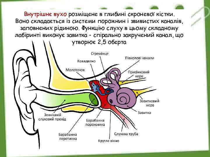 Внутрішнє вухо розміщене в глибині скроневої кістки. Воно складається із системи порожнин і звивистих