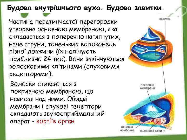 Будова внутрішнього вуха. Будова завитки. Частина перетинчастої перегородки утворена основною мембраною, яка складається з