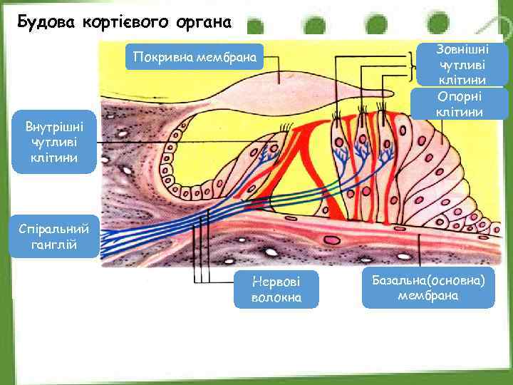 Будова кортієвого органа Покривна мембрана Внутрішні чутливі клітини Зовнішні чутливі клітини Опорні клітини Спіральний