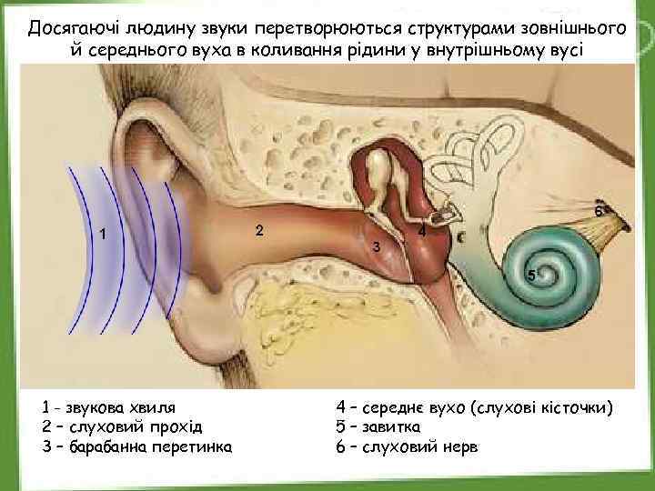 Досягаючі людину звуки перетворюються структурами зовнішнього й середнього вуха в коливання рідини у внутрішньому