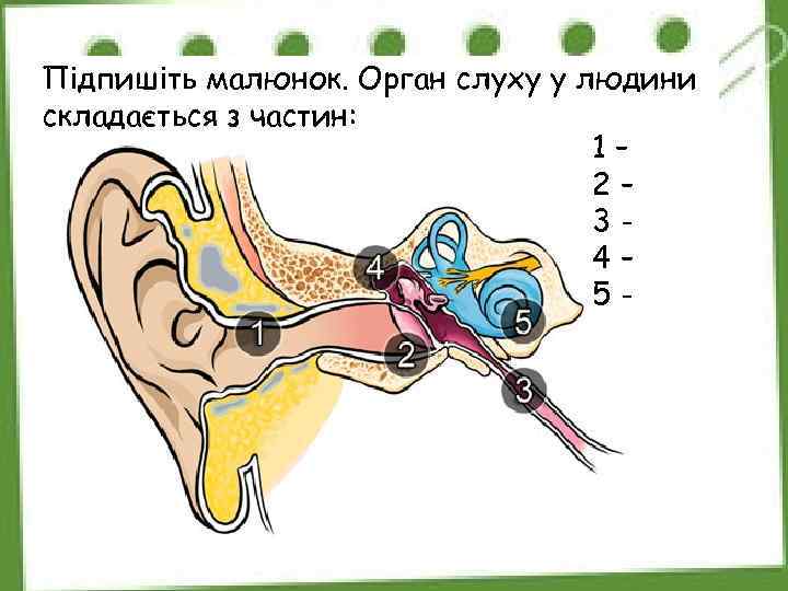 Підпишіть малюнок. Орган слуху у людини складається з частин: 1– 2– 34– 5 -