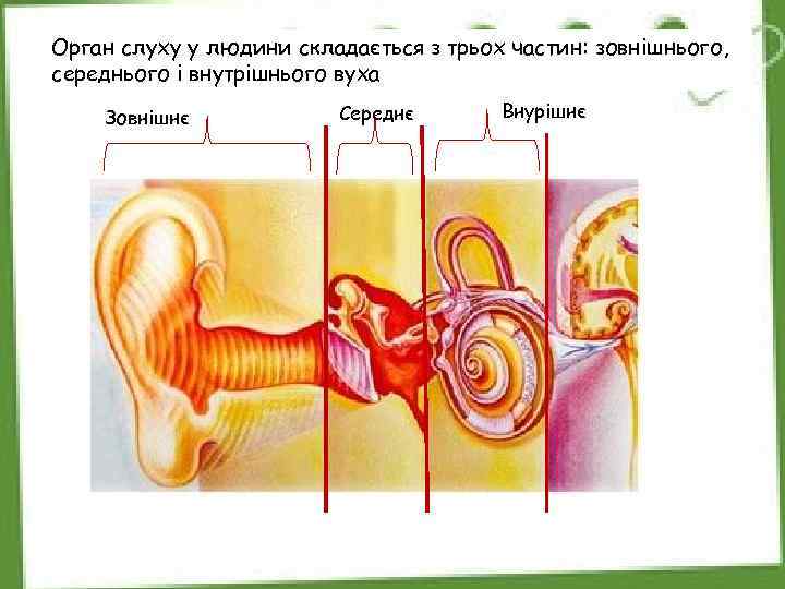 Орган слуху у людини складається з трьох частин: зовнішнього, середнього і внутрішнього вуха Зовнішнє