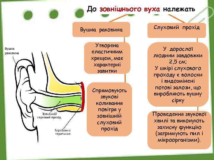 До зовнішнього вуха належать Вушна раковина Утворена еластичним хрящем, має характерні завитки Спрямовують звукові