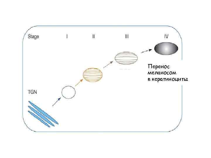 Перенос меланосом в кератиноциты 