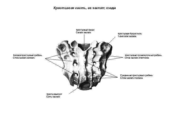 Крестцовая кость, os sacrum; сзади Крестцовый канал Canalis sacralis Боковой крестцовый гребень Crista sacralis