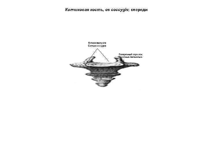 Копчиковая кость, os coccygis; спереди Копчиковые рога Cornua coccygea Поперечный отросток Processus transversus 