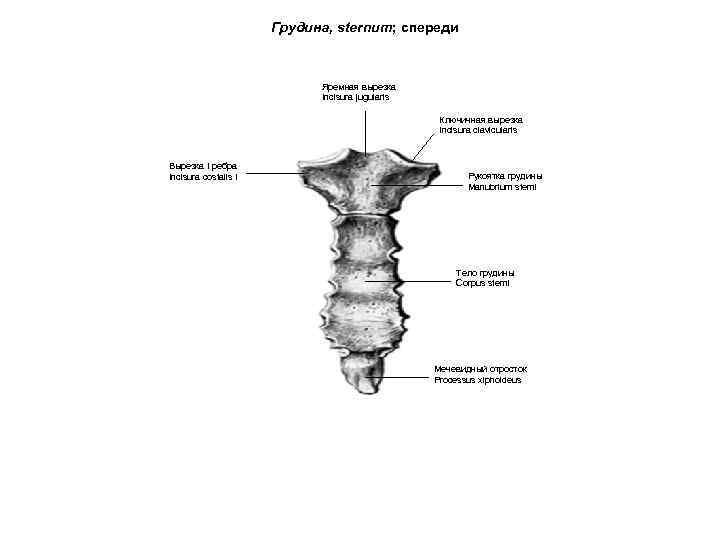 Грудина, sternum; спереди Яремная вырезка Incisura jugularis Ключичная вырезка Incisura clavicularis Вырезка I ребра