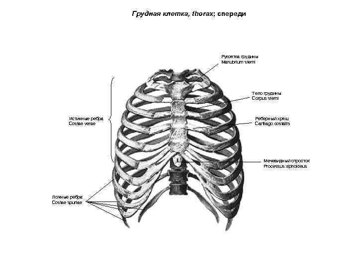 Грудная клетка, thorax; спереди Рукоятка грудины Manubrium sterni Тело грудины Corpus sterni Истинные ребра