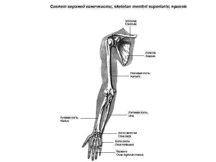 Скелет верхней конечности, skeleton membri superioris; правой Ключица Clavicula Лопатка Scapula Плечевая кость Humeris