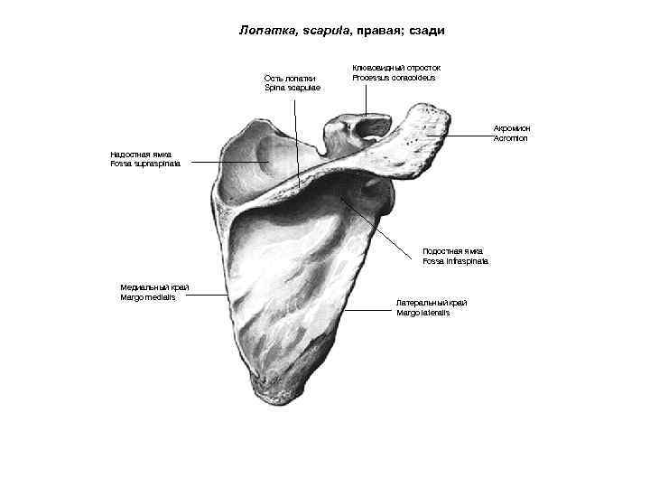 Лопатка, scapula, правая; сзади Ость лопатки Spina scapulae Клювовидный отросток Processus coracoideus Акромион Acromion