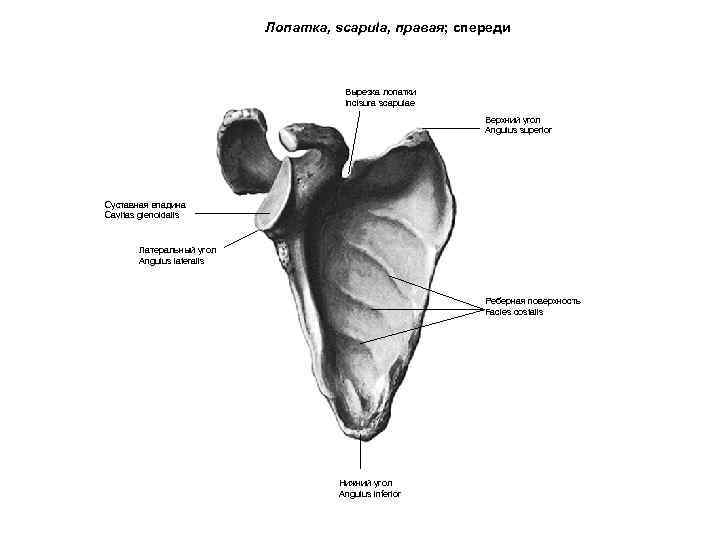 Лопатка, scapula, правая; спереди Вырезка лопатки Incisura scapulae Верхний угол Angulus superior Суставная впадина