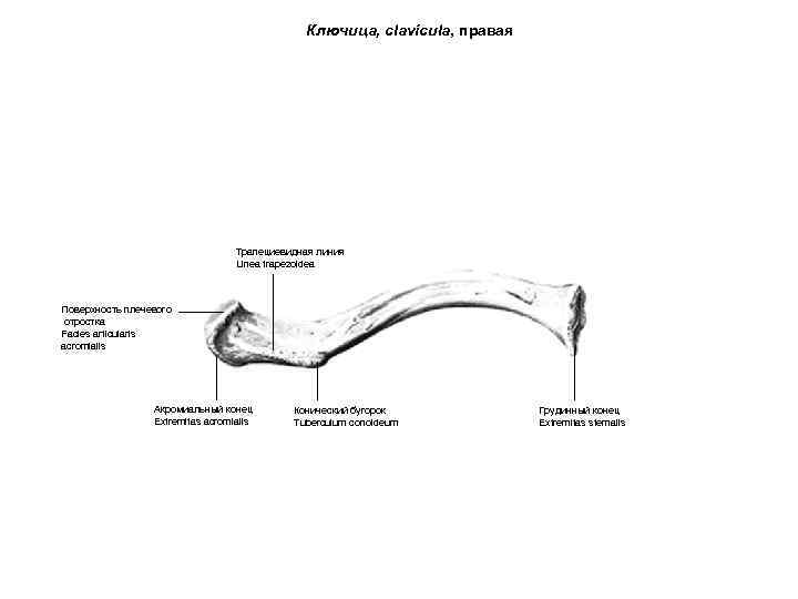 Ключица, clavicula, правая Трапециевидная линия Linea trapezoidea Поверхность плечевого отростка Facies articularis acromialis Акромиальный