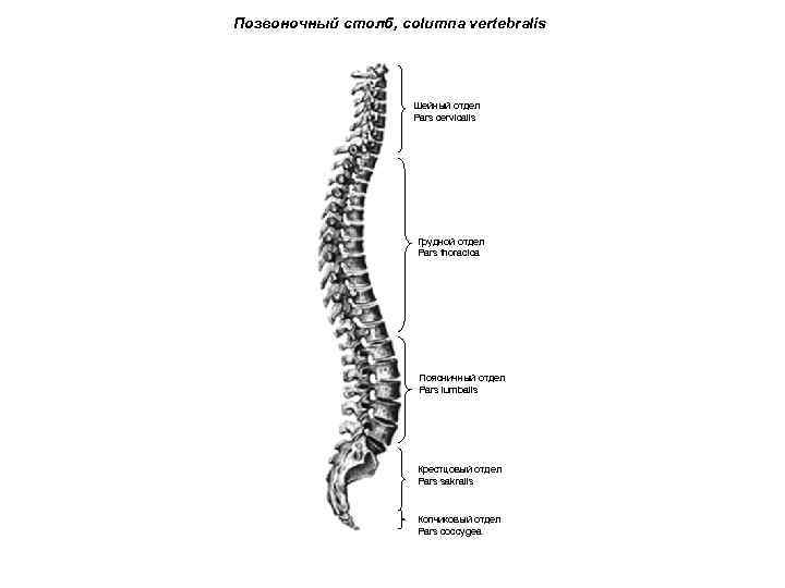 Позвоночный столб, columna vertebralis Шейный отдел Pars cervicalis Грудной отдел Pars thoracica Поясничный отдел