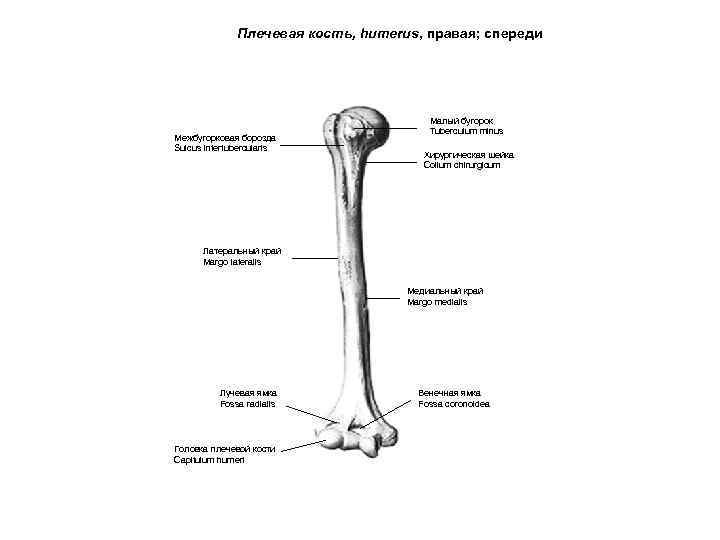 Плечевая кость, humerus, правая; спереди Межбугорковая борозда Sulcus intertubercularis Малый бугорок Tuberculum minus Хирургическая