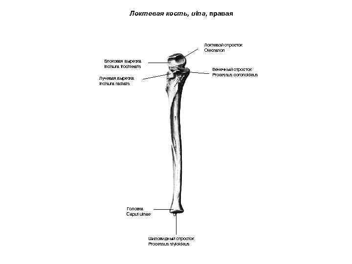 Локтевая кость, ulna, правая Локтевой отросток Olecranon Блоковая вырезка Incisura trochlearis Венечный отросток Processus