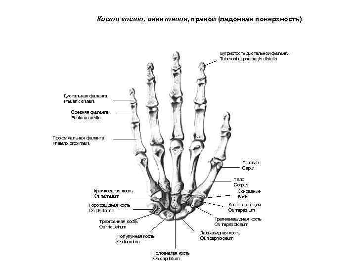 Кости кисти, ossa manus, правой (ладонная поверхность) Бугристость дистальной фаланги Tuberosital phalangis distalis Дистальная