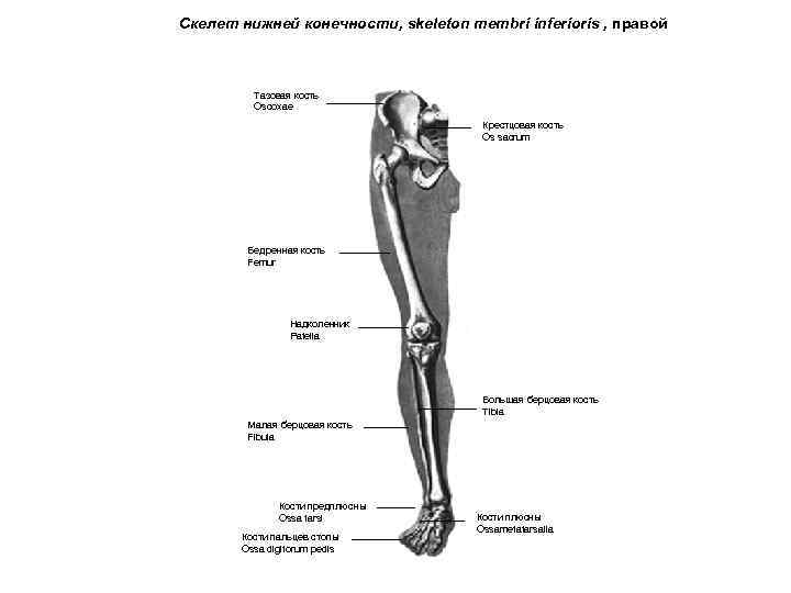 Скелет нижней конечности, skeleton membri inferioris , правой Тазовая кость Oscoxae Крестцовая кость Os