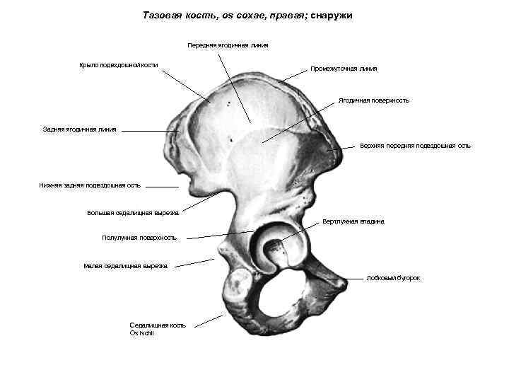 Тазовая кость, os coxae, правая; снаружи Передняя ягодичная линия Крыло подвздошной кости Промежуточная линия