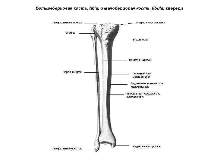 Большеберцовая кость, tibia, и малоберцовая кость, fibula; спереди Латеральный мыщелок Медиальный мыщелок Головка Бугристость