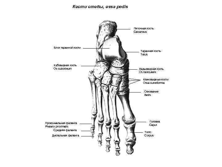 Кости стопы, ossa pedis Пяточная кость Calcaneus Блок таранной кости Таранная кость Talus Кубовидная