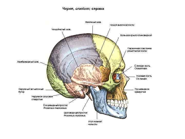 Череп, cranium; справа Венечный шов Чешуя височной кости Чешуйчатый шов Большое крыло клиновидной Глазничная