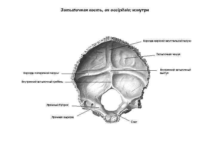 Затылочная кость, os occipitale; изнутри Борозда верхней сагиттальной пазухи Затылочная чешуя Внутренний затылочный выступ