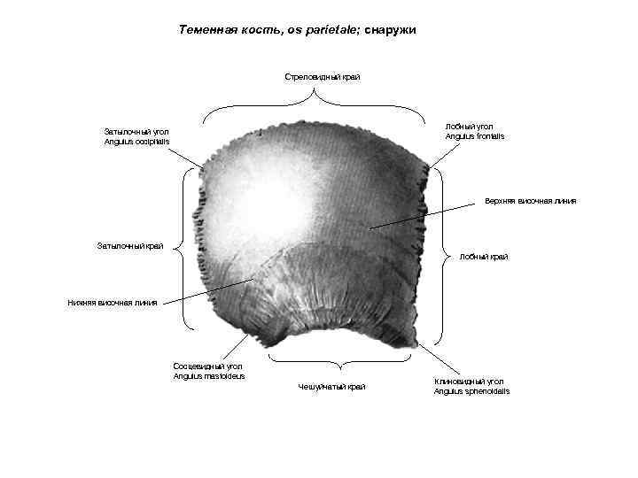 Теменная кость, os parietale; снаружи Стреловидный край Лобный угол Angulus frontalis Затылочный угол Angulus