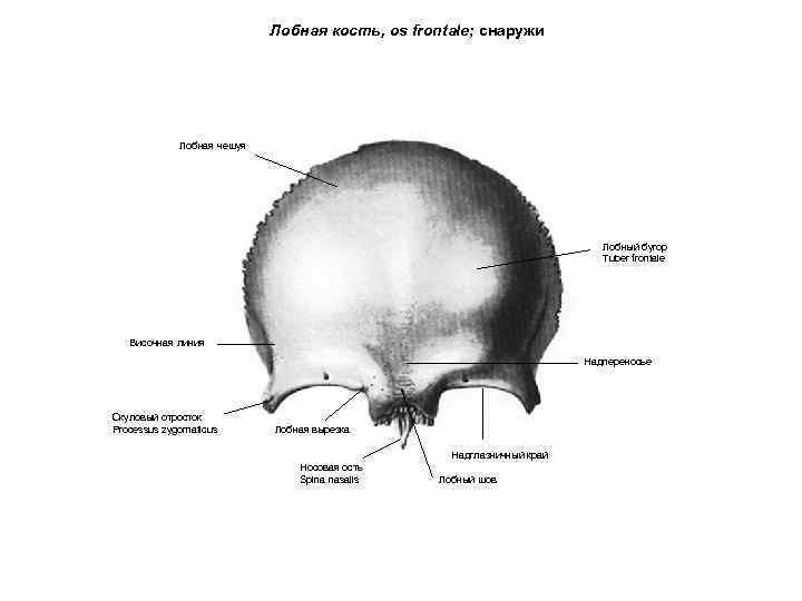 Лобная кость, os frontale; снаружи Лобная чешуя Лобный бугор Tuber frontale Височная линия Надпереносье