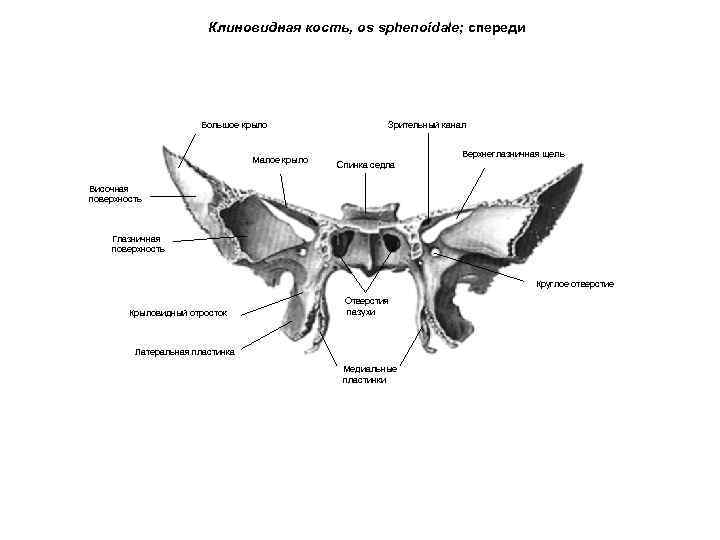 Клиновидная кость, os sphenoidale; спереди Большое крыло Малое крыло Зрительный канал Верхнеглазничная щель Спинка