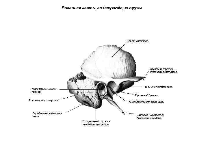 Височная кость, os temporale; снаружи Чешуйчатая часть Скуловый отросток Processus zygomaticus Нижнечелюстная ямка Наружный