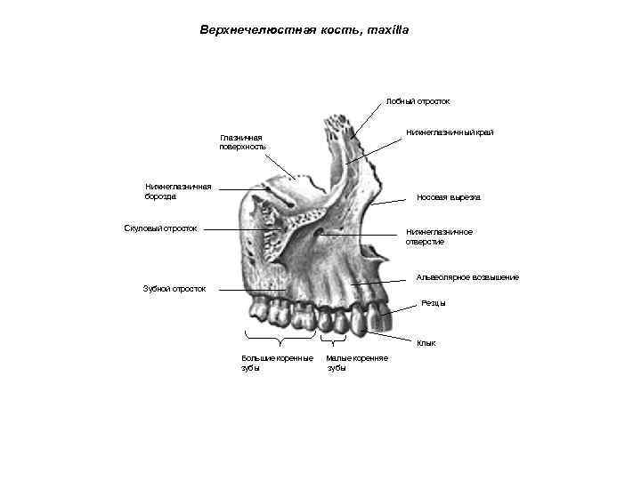 Верхнечелюстная кость, maxilla Лобный отросток Нижнеглазничный край Глазничная поверхность Нижнеглазничная борозда Носовая вырезка Скуловый