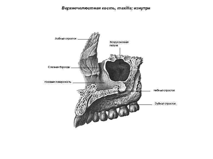 Верхнечелюстная кость, maxilla; изнутри Лобный отросток Воздухоносная пазуха Слезная борозда Носовая поверхность Небный отросток