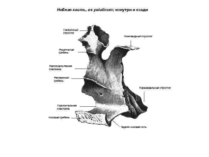 Небная кость, os palatinum; изнутри и сзади Глазничный отросток Клиновидный отросток Решетчатый гребень Перпендикулярная