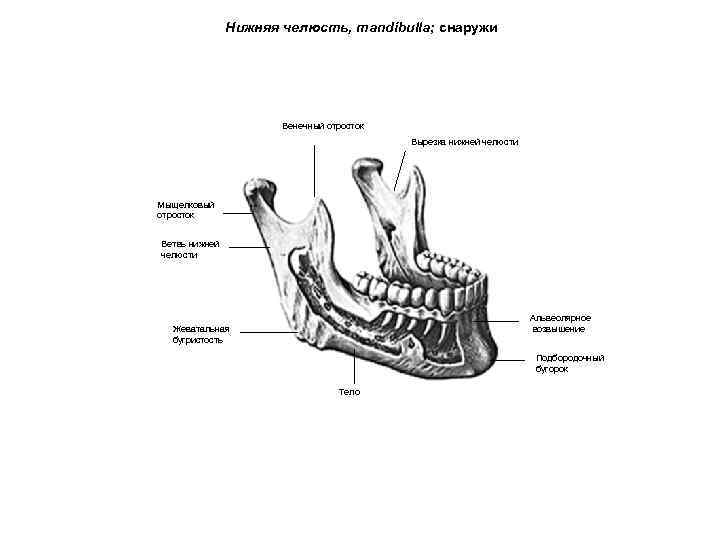 Нижняя челюсть, mandibulla; снаружи Венечный отросток Вырезка нижней челюсти Мыщелковый отросток Ветвь нижней челюсти